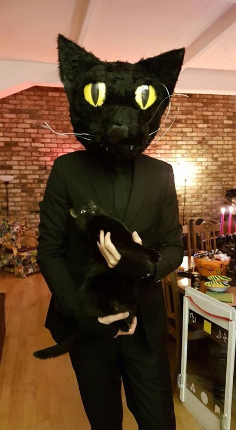 funny cats emotions