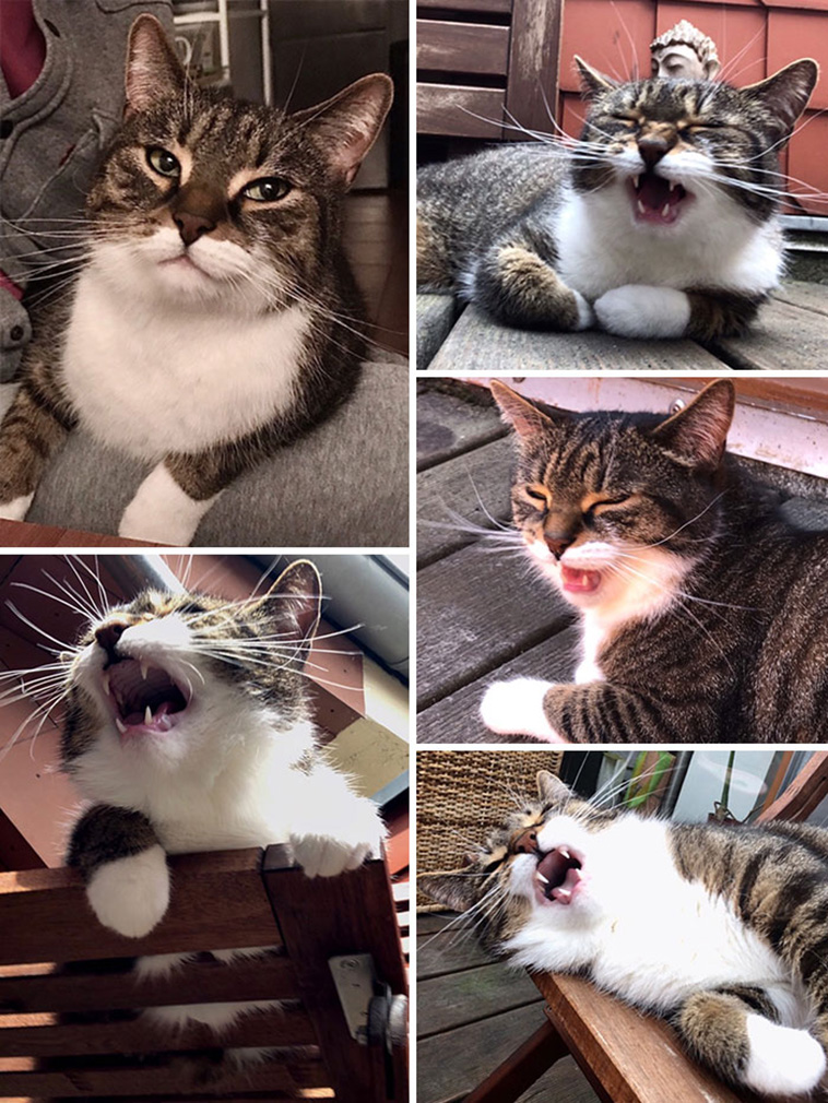 funny cats emotions