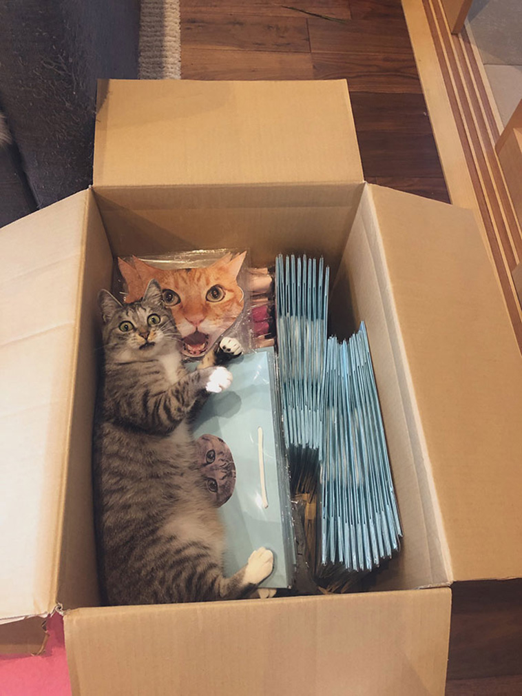 funny cats emotions