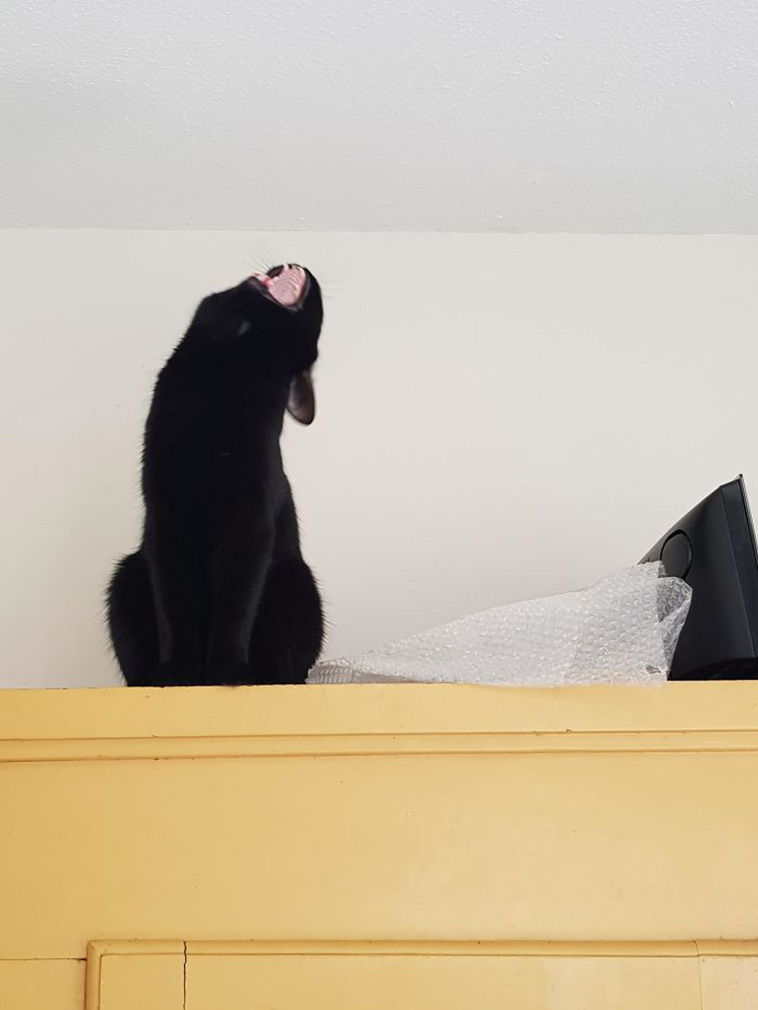 funny cats emotions