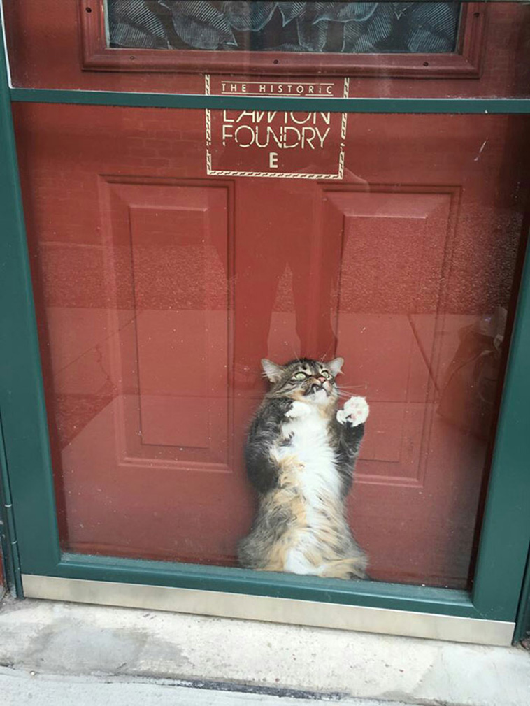 funny cats emotions