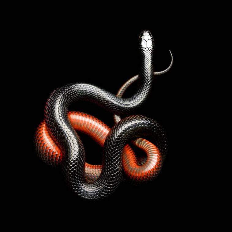 snakes photography