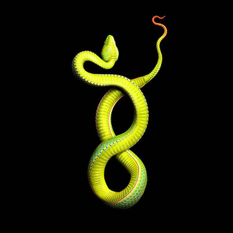 snakes photos