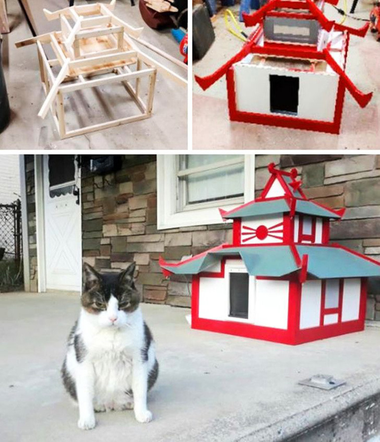 cats dominate owners