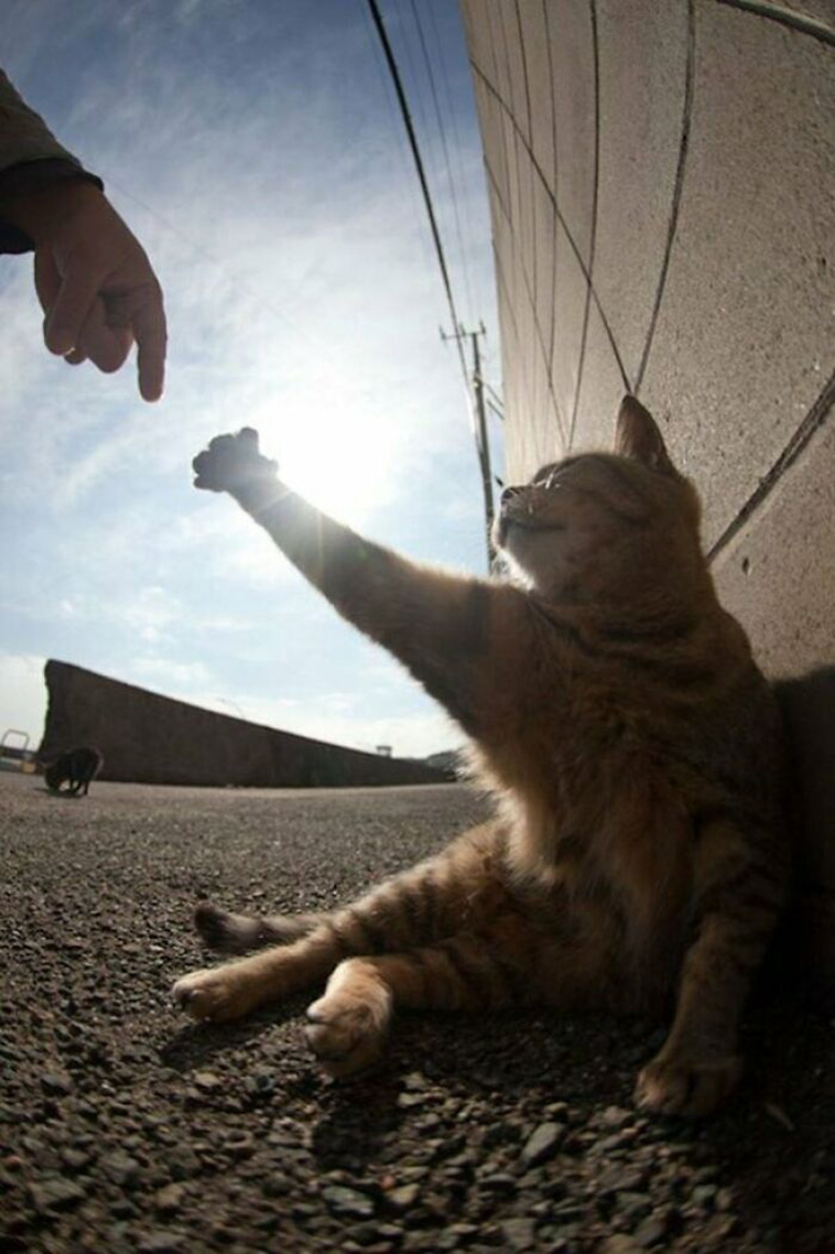 accidental renaissance