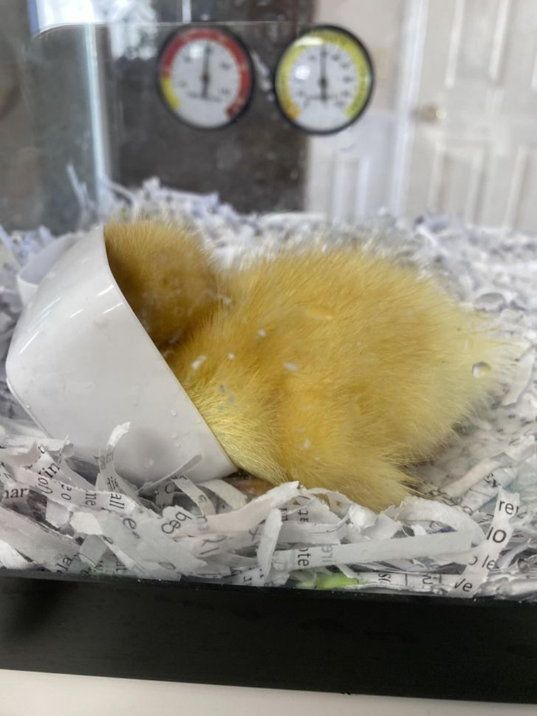animals sleeping anywhere