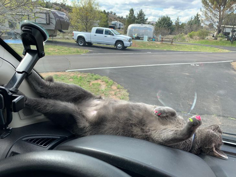 animals sleeping anywhere