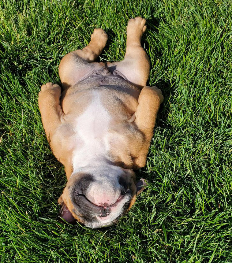 animals sleeping anywhere