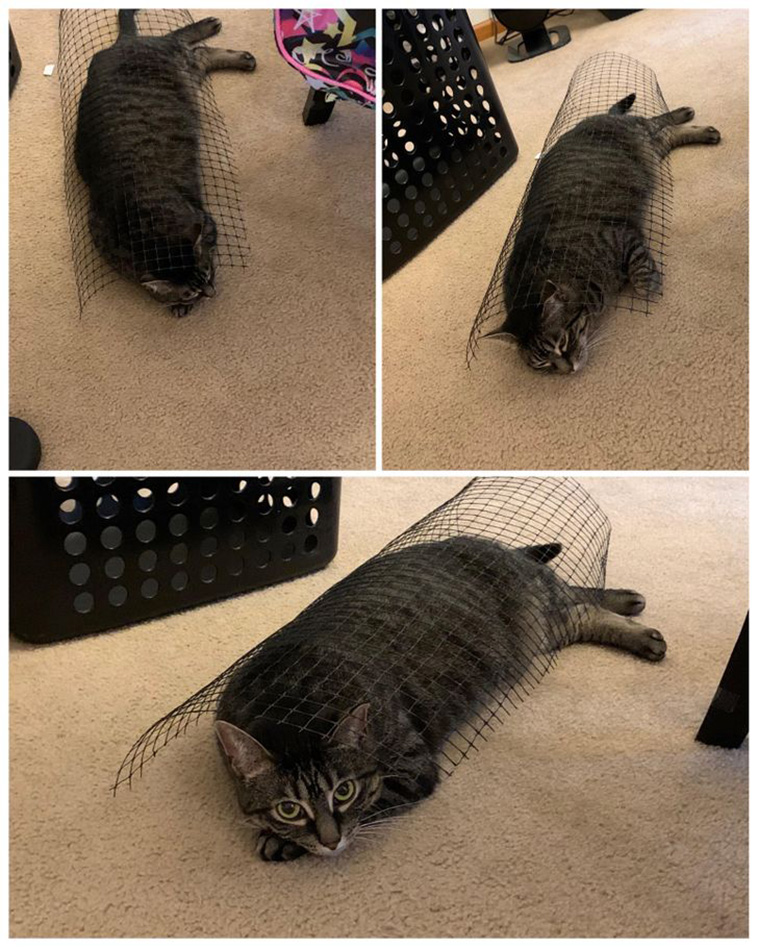 animals sleeping anywhere