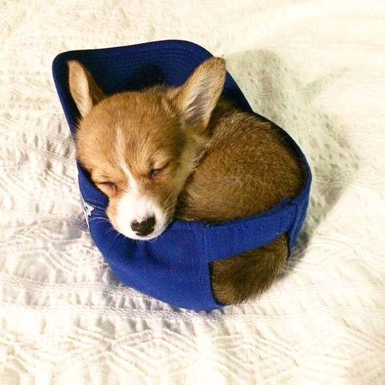 animals sleeping anywhere