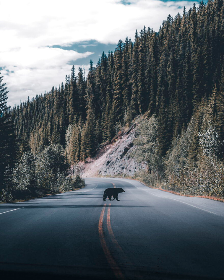 best animal photos