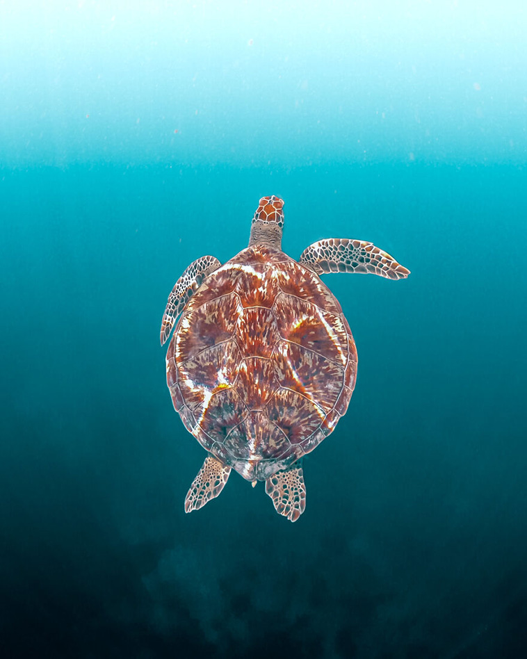 best animal photos