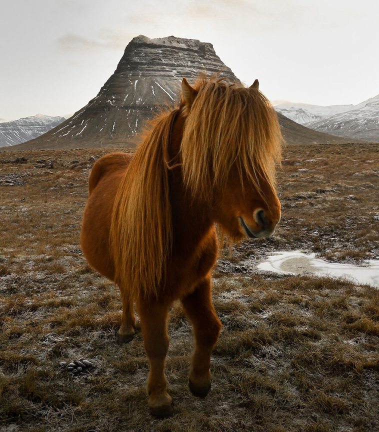 best animal photos