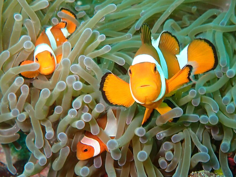 best animal photos