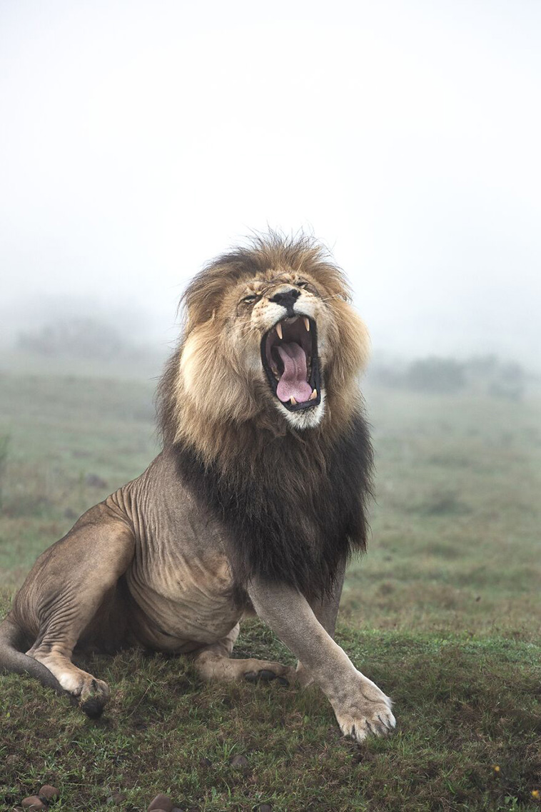 best animal photos