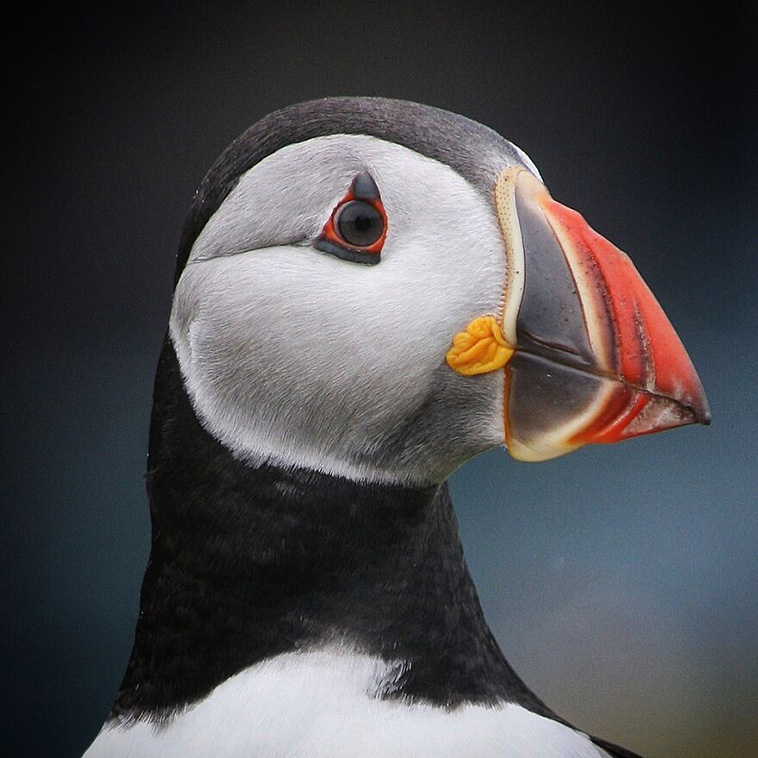 best animal photos