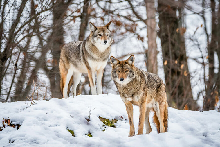 best animal photos