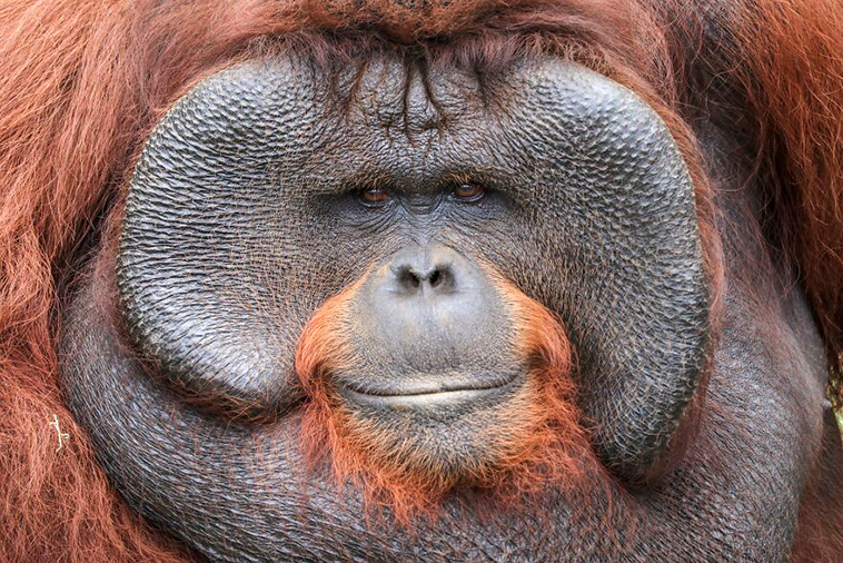 best animal photos