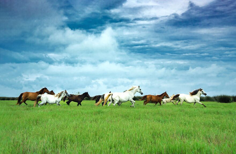 best animal photos