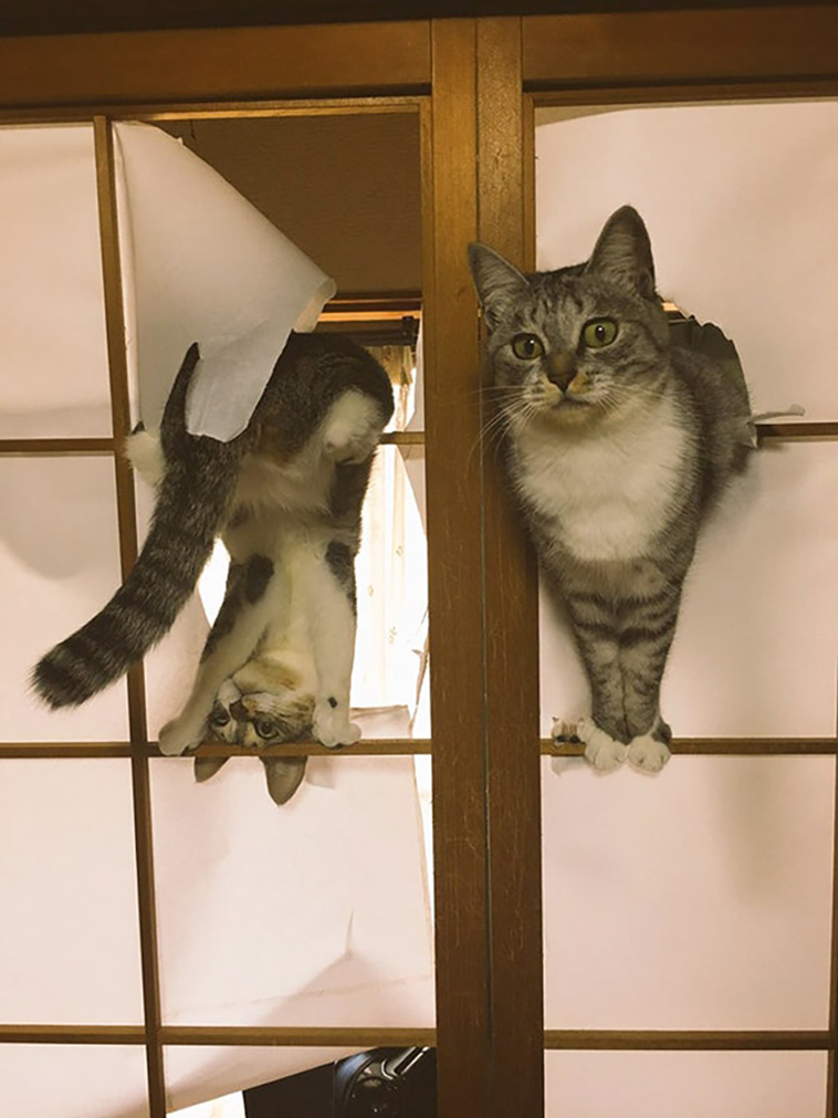 cats are jerks