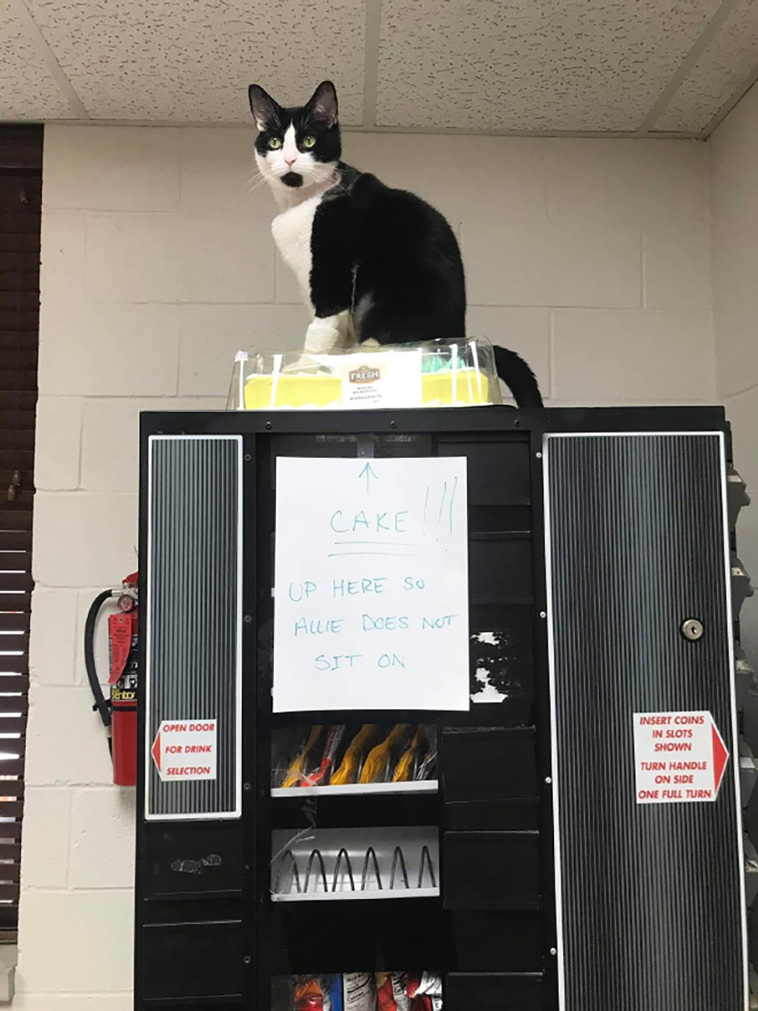 cats are jerks