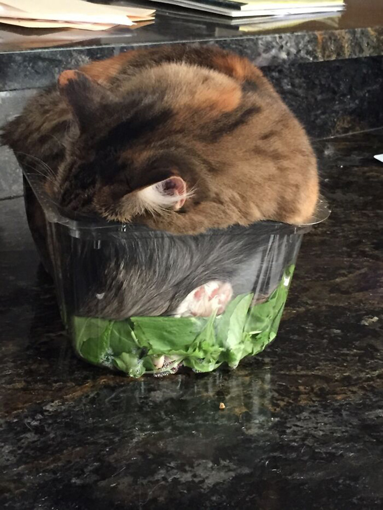 cats being jerks