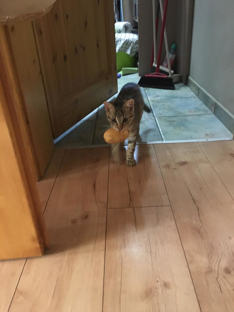 pets steal food