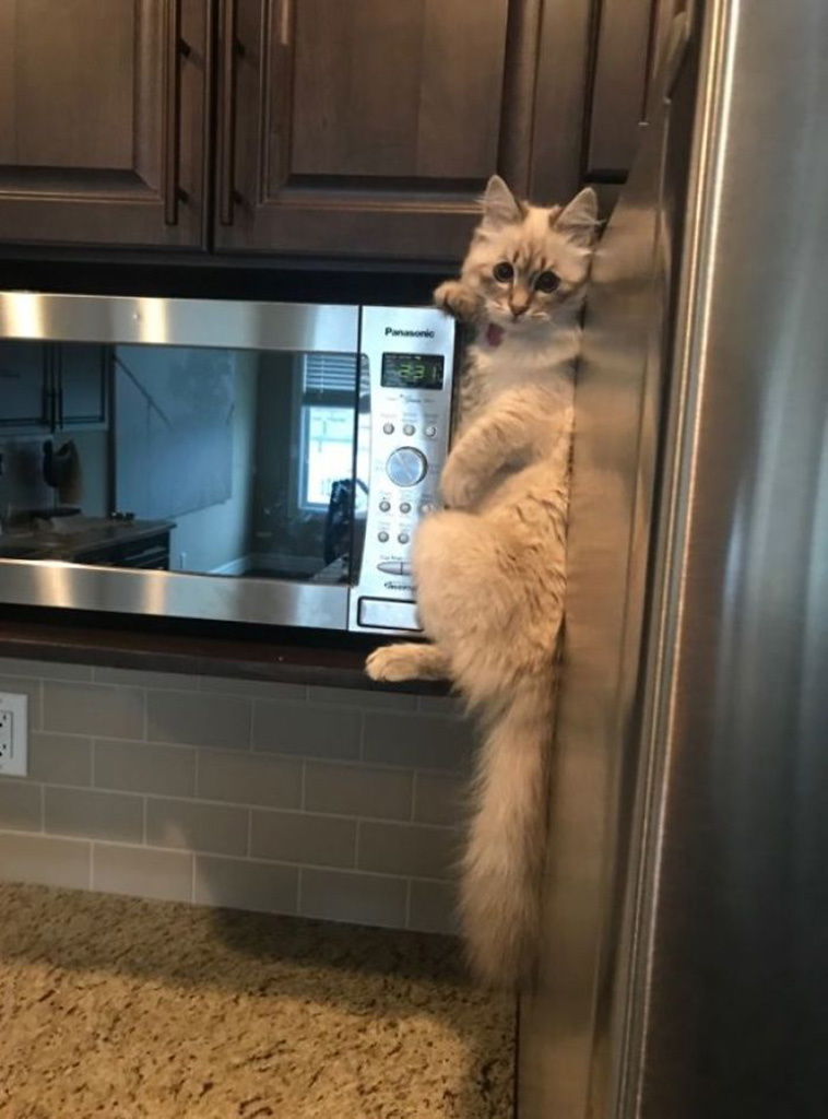 pets steal food