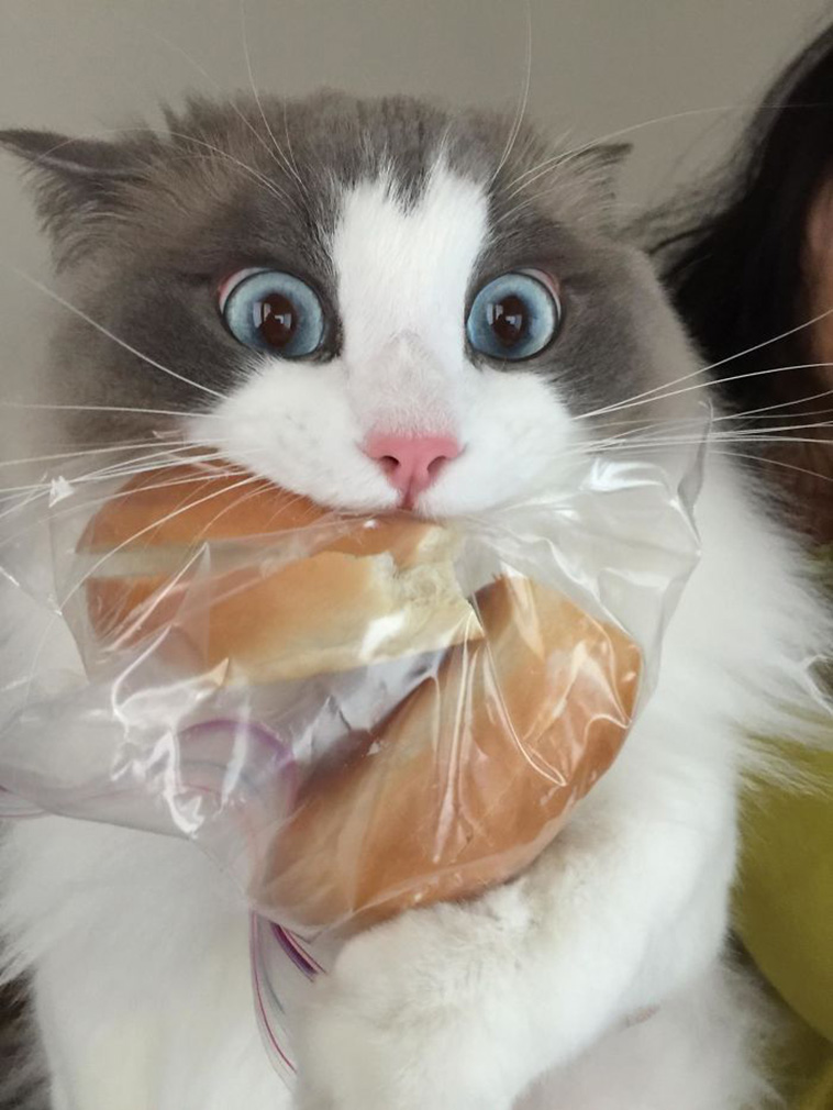 pets steal food