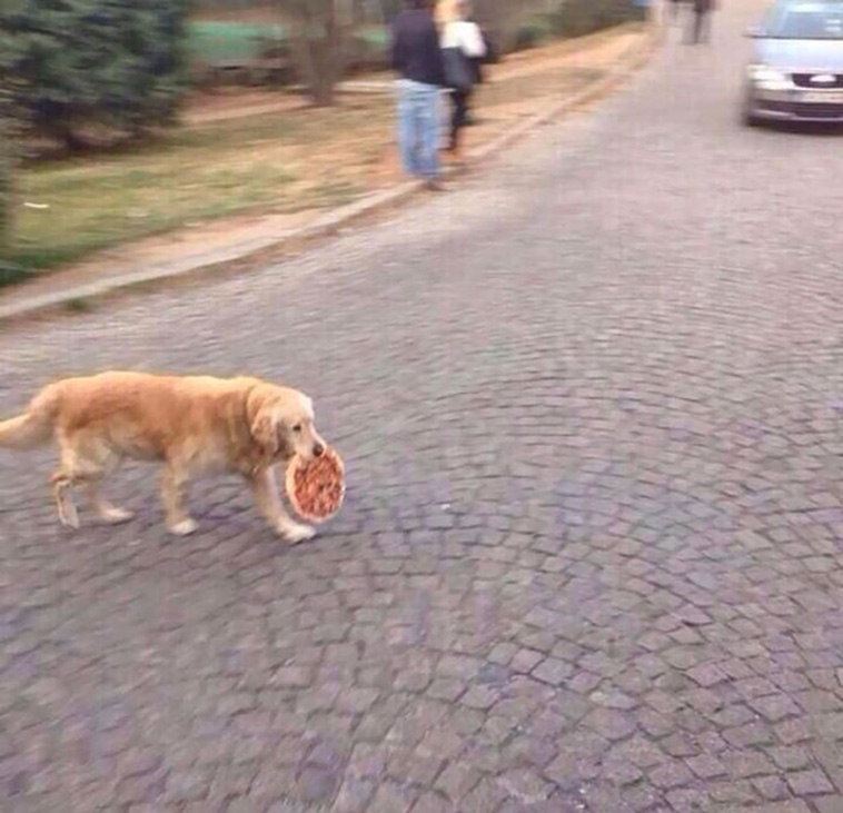 pets steal food