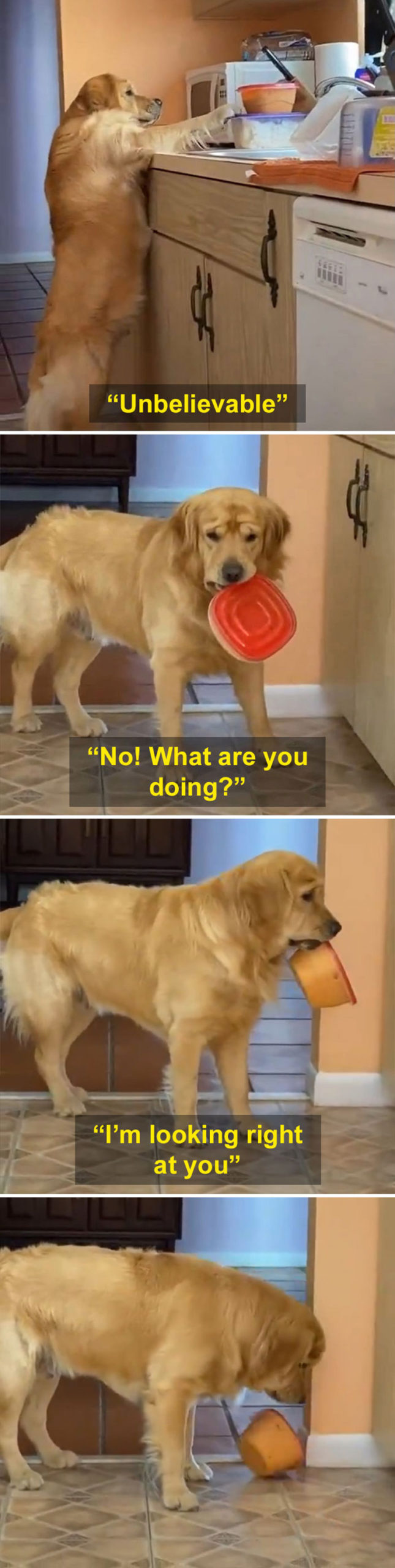 dog stealing food