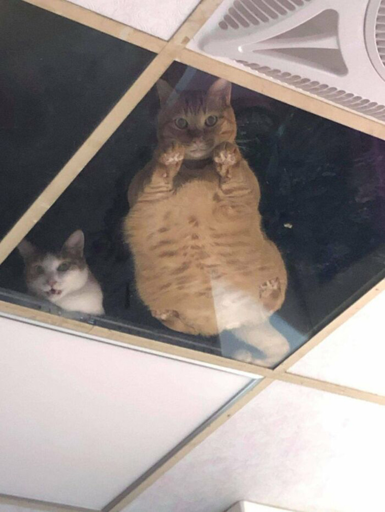 cats in the ceiling