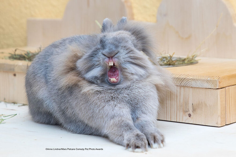 comedy pet photography