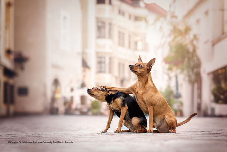 comedy pet photography
