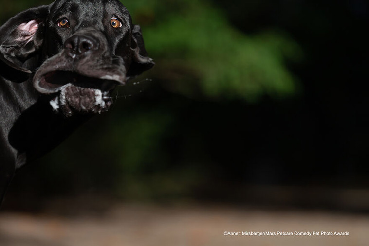 comedy pet photography