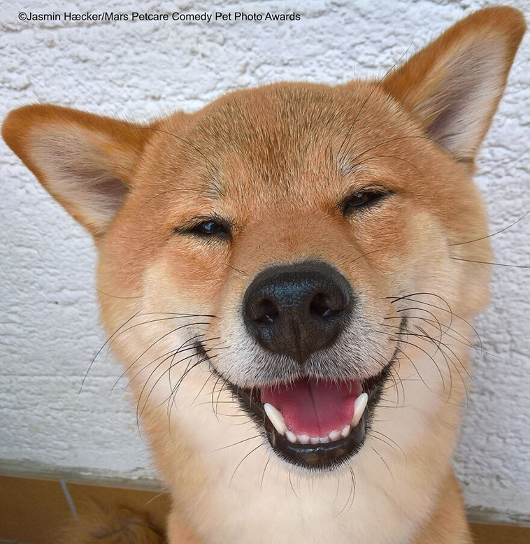 comedy pet photography