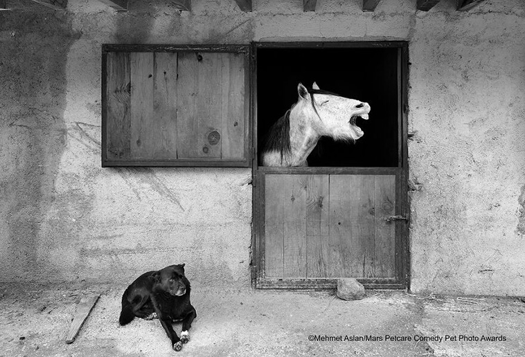 comedy pet photography