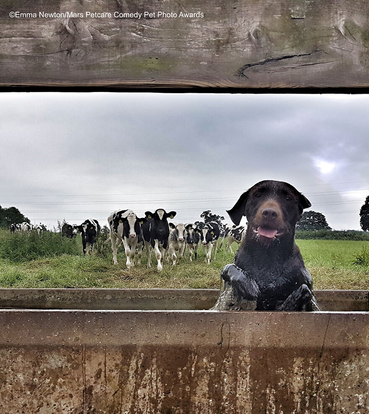 comedy pet photography