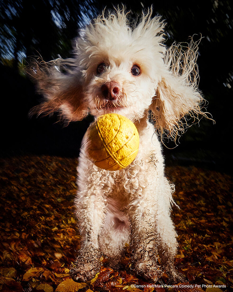 comedy pet photography