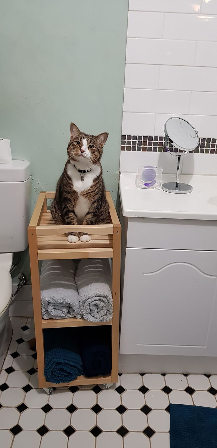 disrespecting cats