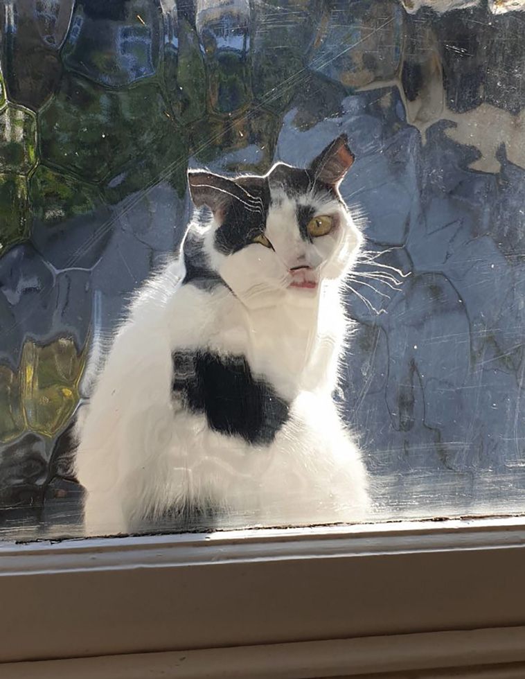 disrespecting cats