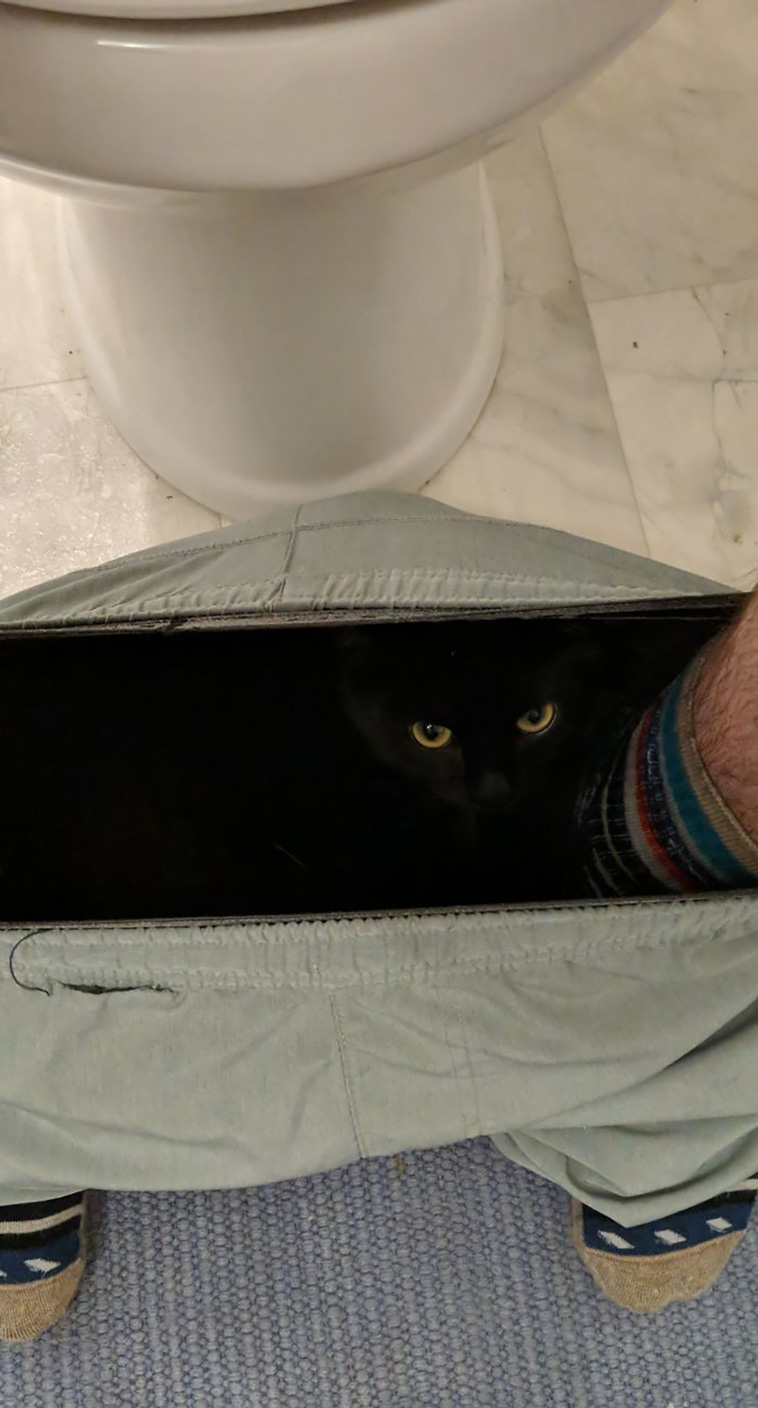 disrespecting cats