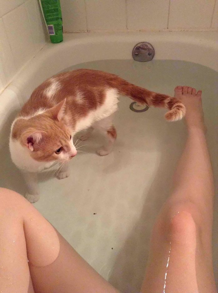 disrespecting cats