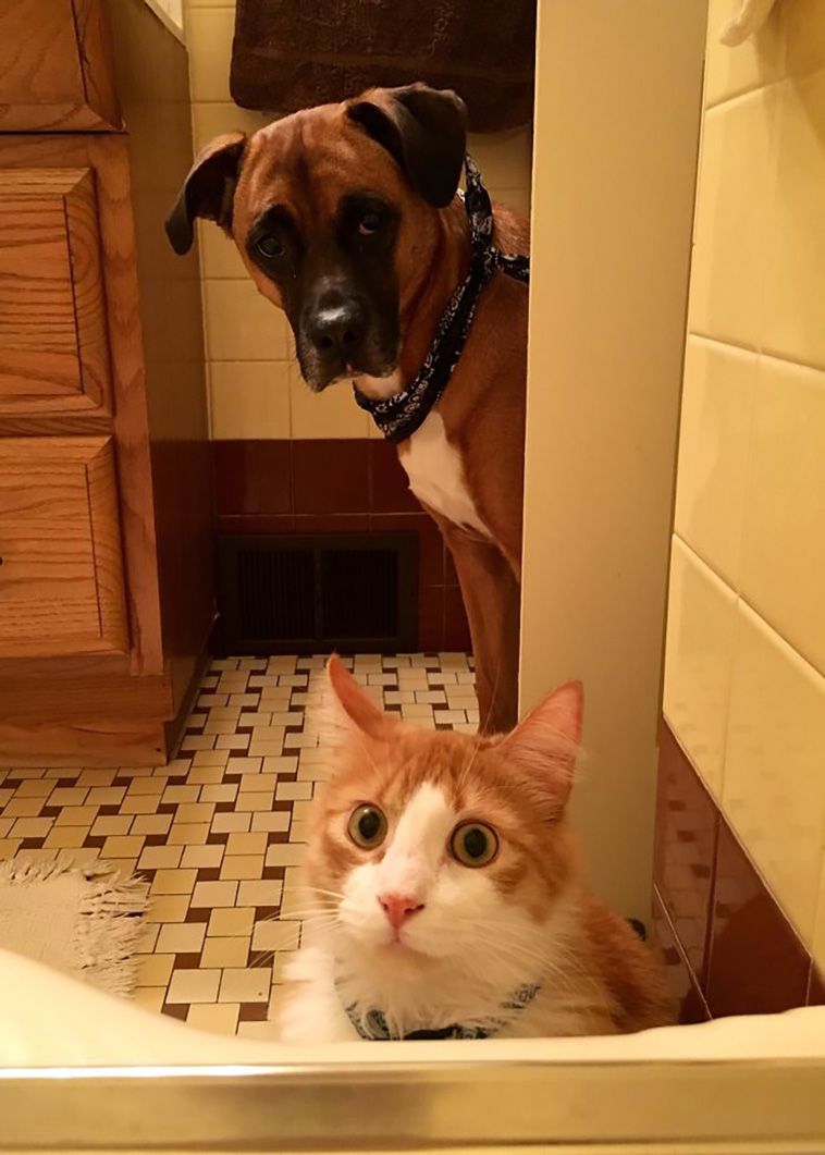 disrespecting cats