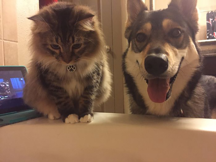 disrespecting cats