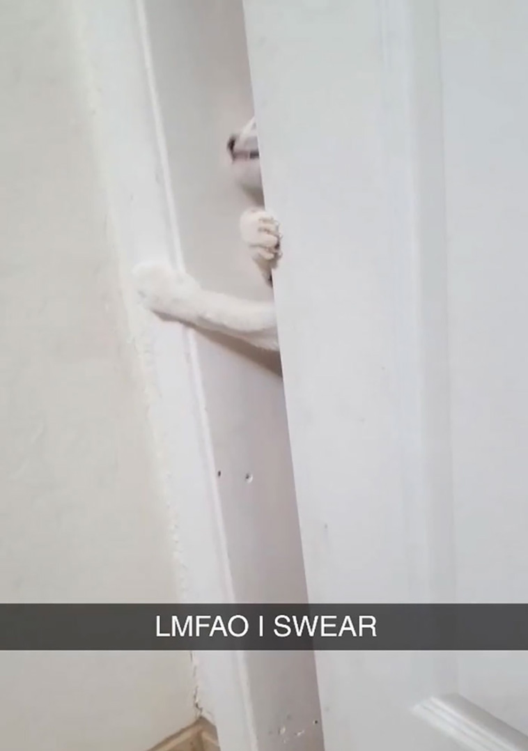 disrespecting cats