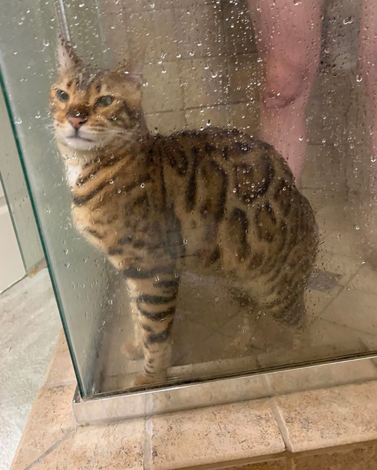 disrespecting cats