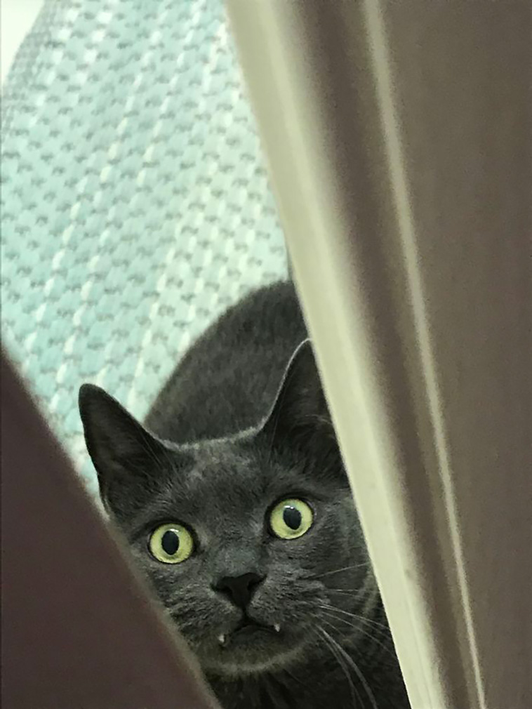 disrespecting cats