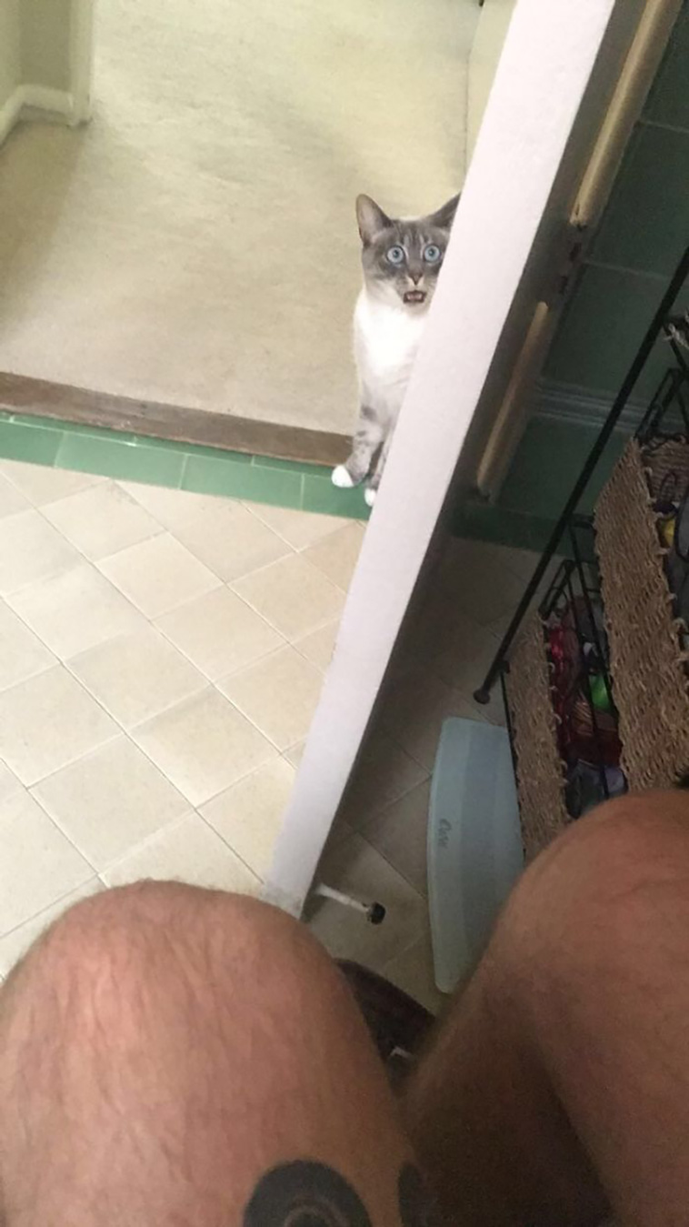 disrespecting cats