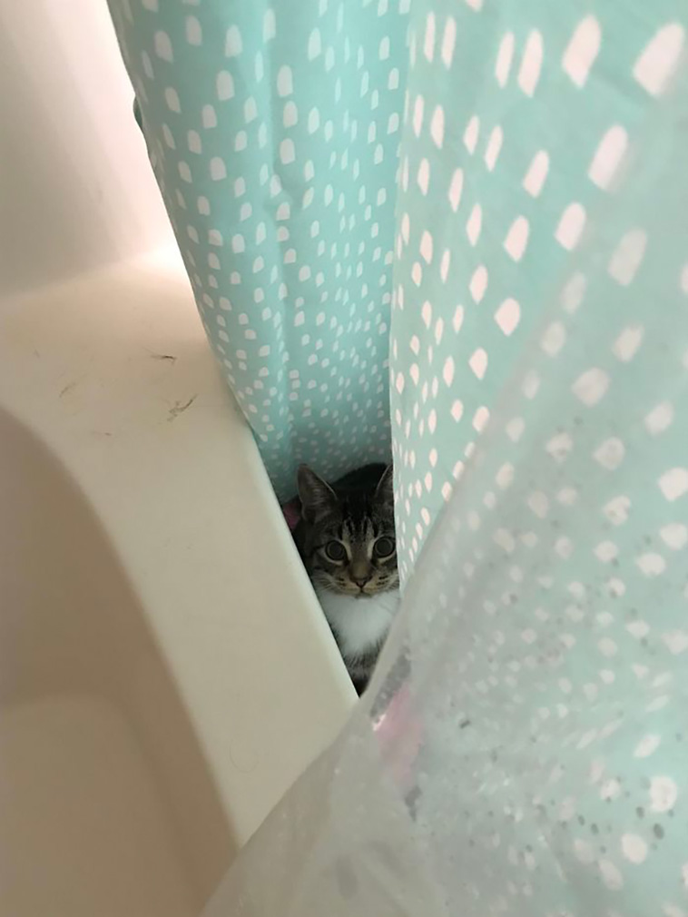 disrespecting cats